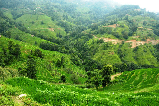 हरियाली धान खेती